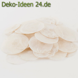 deko-ideen24-blog-meeresdeko-muscheln