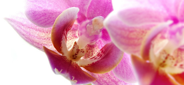 deko-ideen24-blogartikel-orchideen-2
