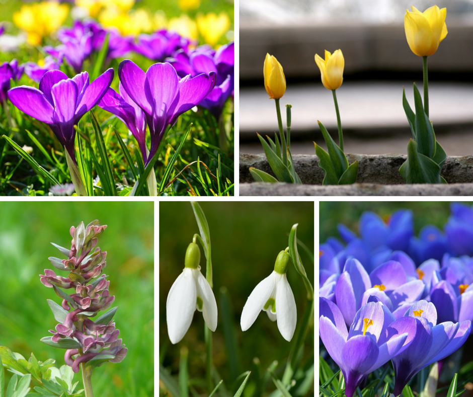 Deko-Ideen24 Blog: Frühlingsblumen in einer Collage