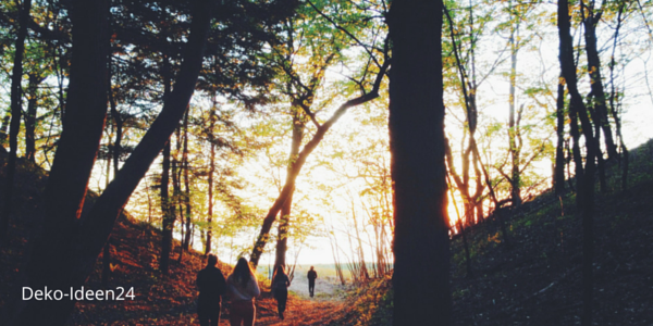 Deko-Ideen24 Blog: Wald Sonnenuntergang