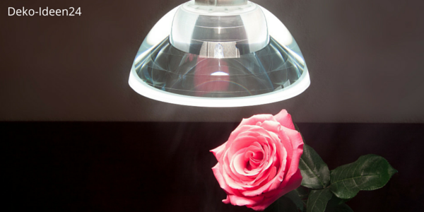 Deko-Ideen24 Blog: Lampe auf rosa Rose
