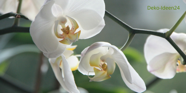 Deko-Ideen24 Blog: weiße Orchidee