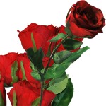 rot rosen-blog