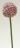 Allium in drei Farben 38cm 6Stk