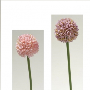 Allium in zwei Farben 53cm 1Stk