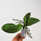 Orchideenblatt grün 15cm 1Stk
