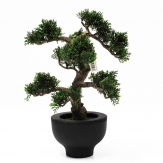 Bonsai Zeder im Topf (33cm)