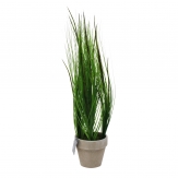 Gras im Topf  - 63cm 1Stk