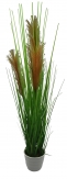 Gras blühend im Topf  - 77cm 1Stk
